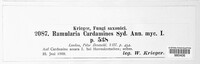 Ramularia cardamines image